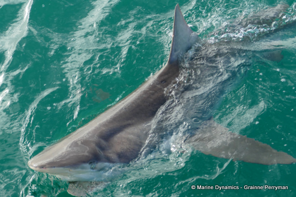 Bronze whaler shark, South Africa