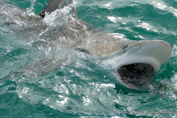 Bronze whaler shark, South Africa
