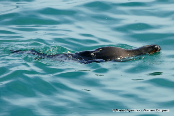 Cape fur seal, South Africa