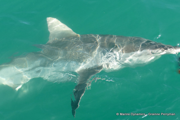 Bronze whaler shark, South Africa