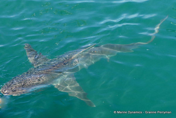 Bronze whaler shark, South Africa