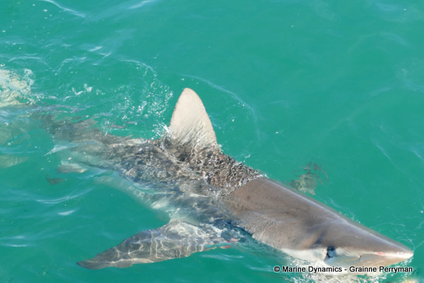 Bronze whaler shark, South Africa