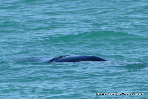 Southern right whale, South Africa