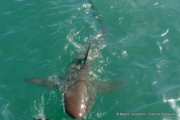Bronze whaler shark, South Africa