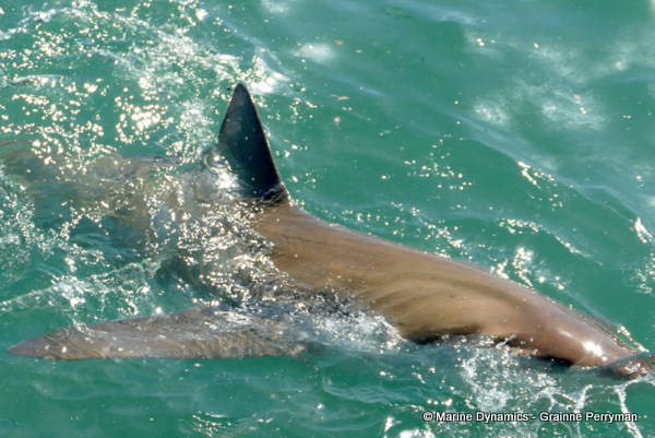 Bronze whaler shark, South Africa