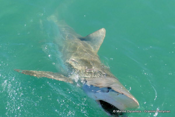 Bronze whaler shark, South Africa
