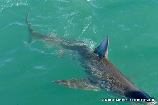 Bronze whaler shark, South Africa