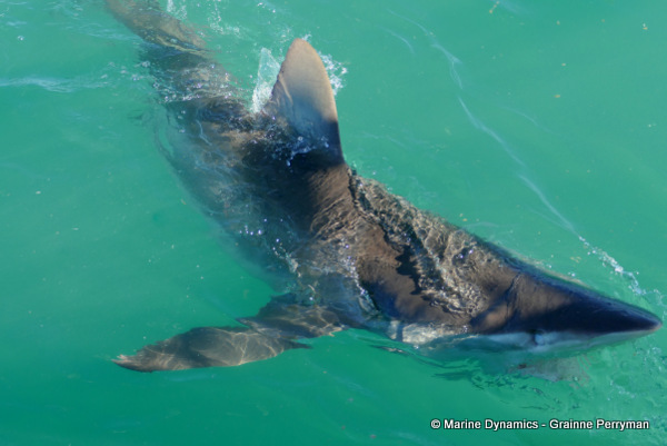 Bronze whaler shark, South Africa