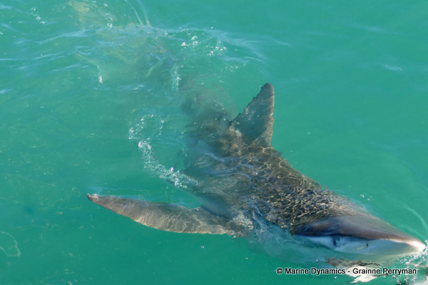 Bronze whaler shark, South Africa