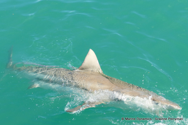 Bronze whaler shark, South Africa