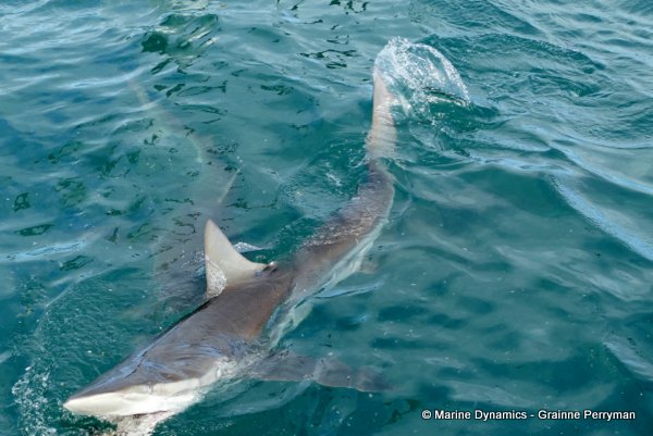 Bronze whaler shark, South Africa