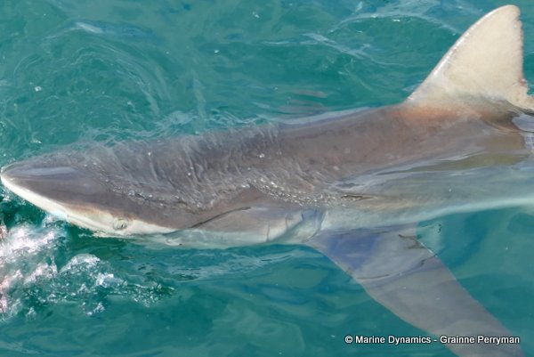 Bronze whaler shark, South Africa
