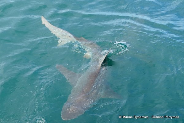 Bronze whaler shark, South Africa