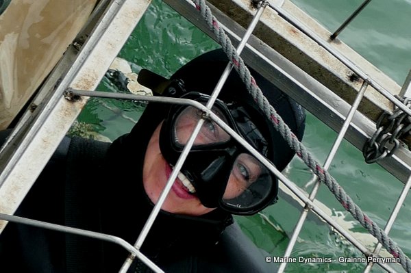 Shark cage diving, South Africa
