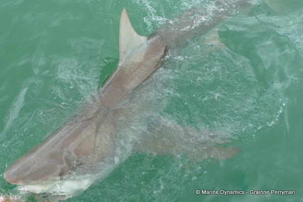 Bronze whaler shark, South Africa