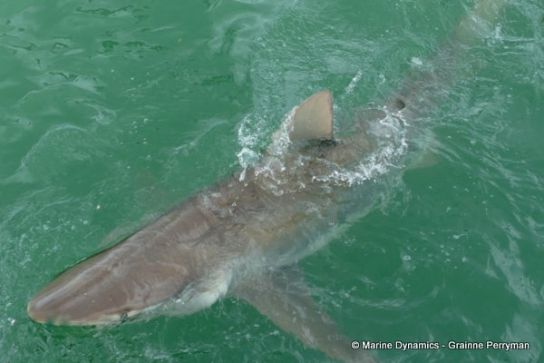Bronze whaler shark, South Africa