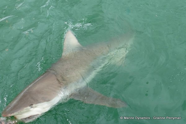 Bronze whaler shark, South Africa