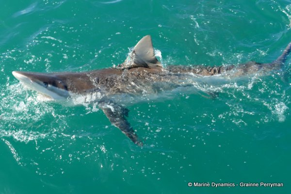 Bronze whaler shark, South Africa