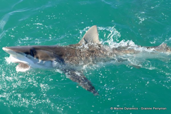 Bronze whaler shark, South Africa
