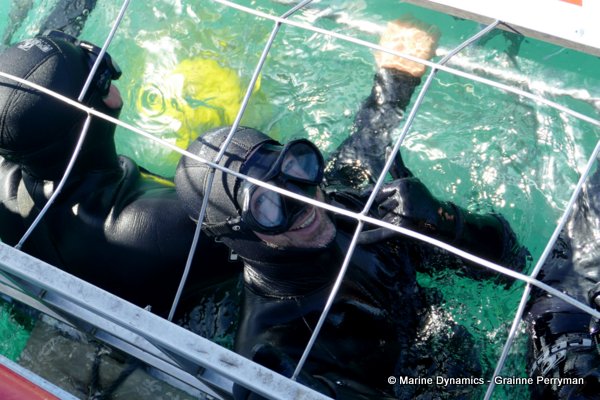 Shark cage diving, South Africa
