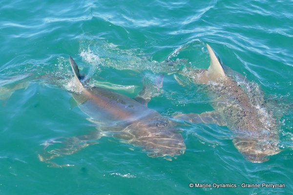 Bronze whaler shark, South Africa