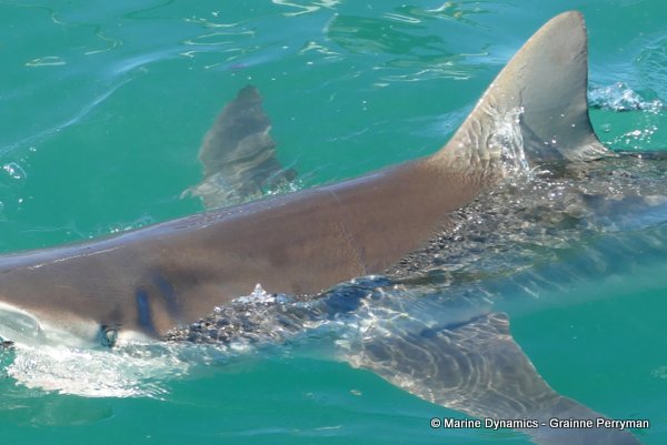 Bronze whaler shark, South Africa