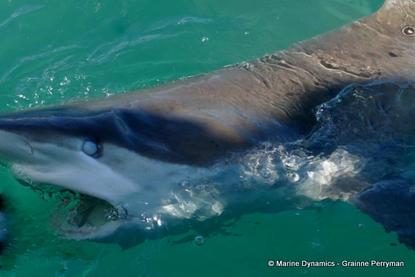 Bronze whaler shark, South Africa